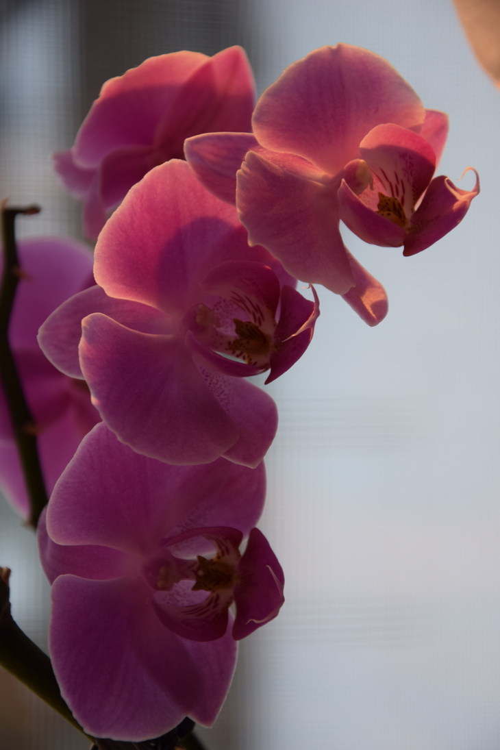 Image-normal
