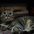 Image-square_50