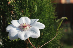 Image-preview_300x200