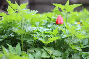 Image-preview_300x200