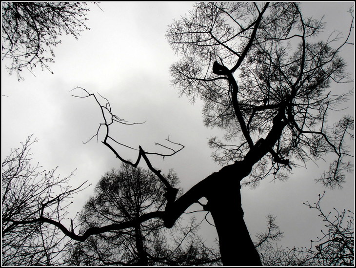 Image-normal