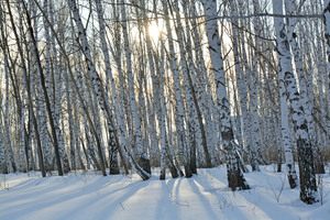 Image-preview_300x200