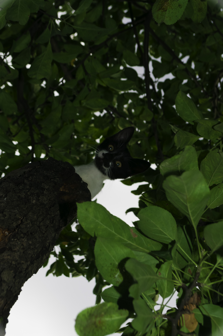 Image-normal