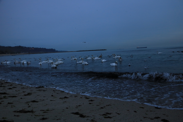 Image-normal