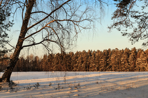 Image-preview_300x200
