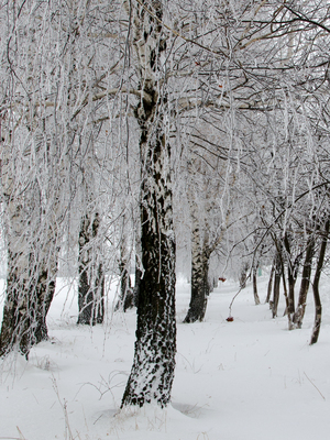 Image-preview_300x200