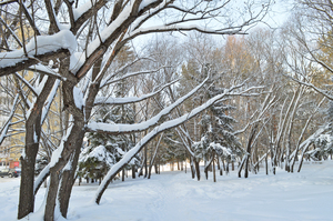 Image-preview_300x200