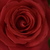 Image-square_50