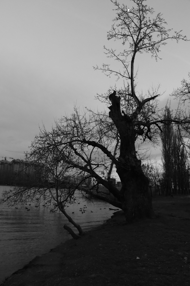 Image-normal