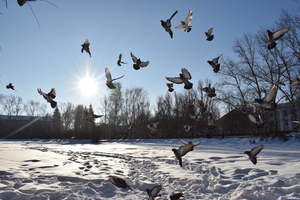 Image-preview_300x200