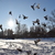 Image-square_50