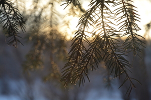 Image-preview_300x200