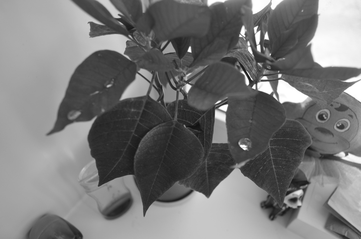 Image-normal