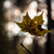 Image-square_50