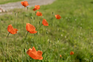 Image-preview_300x200