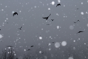Image-preview_300x200