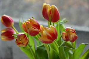 Image-preview_300x200