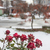 Image-square_50