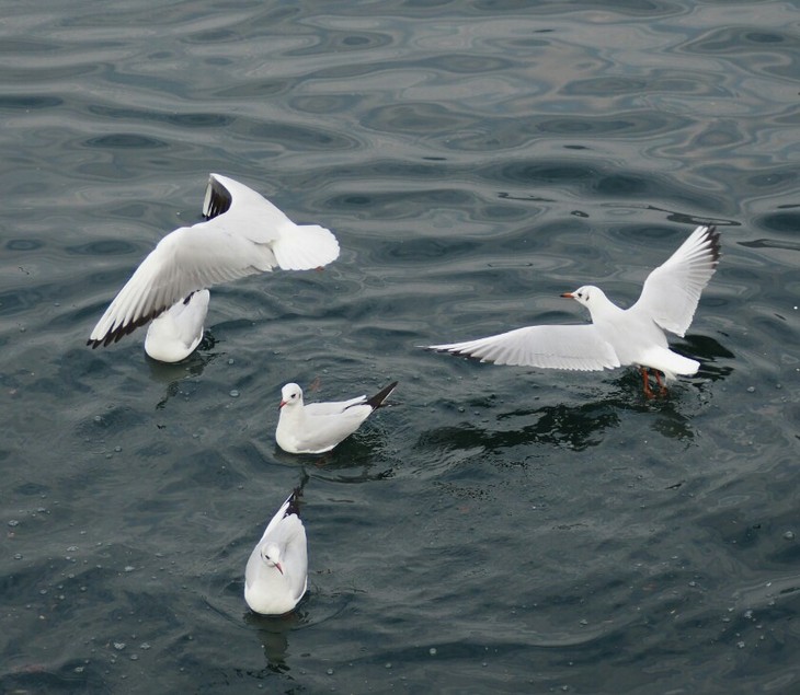 Image-normal