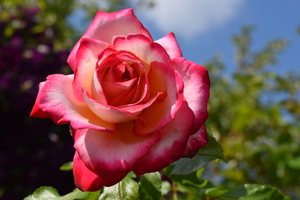 Image-preview_300x200