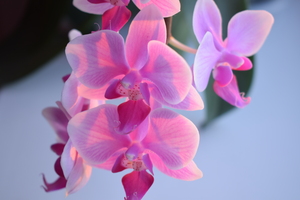 Image-preview_300x200