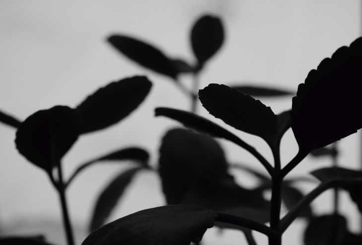 Image-normal