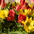 Image-square_50