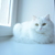 Image-square_50