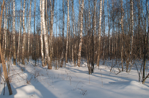 Image-preview_300x200