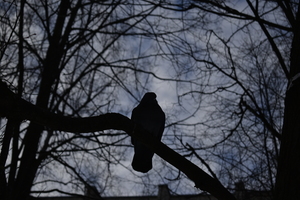 Image-preview_300x200