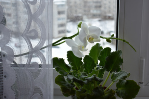 Image-preview_300x200