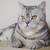 Image-square_50