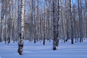 Image-preview_300x200