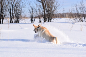 Image-preview_300x200