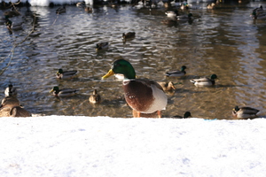 Image-preview_300x200