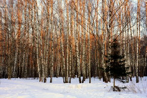 Image-preview_300x200