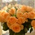Image-square_50