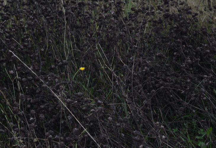 Image-normal