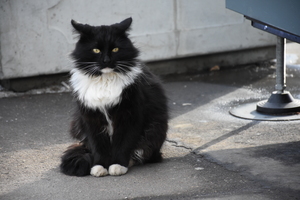Image-preview_300x200