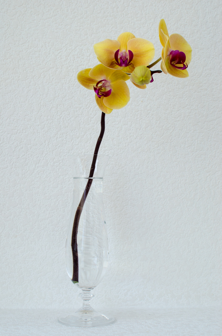 Image-normal