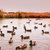 Image-square_50