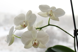 Image-preview_300x200