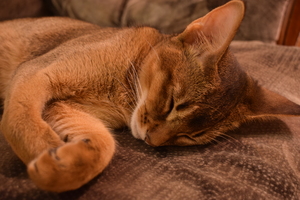 Image-preview_300x200