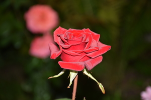 Image-preview_300x200