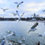 Image-square_50