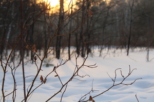 Image-preview_300x200