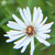 Image-square_50