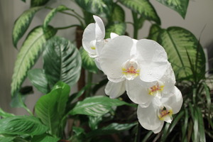 Image-preview_300x200