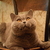 Image-square_50
