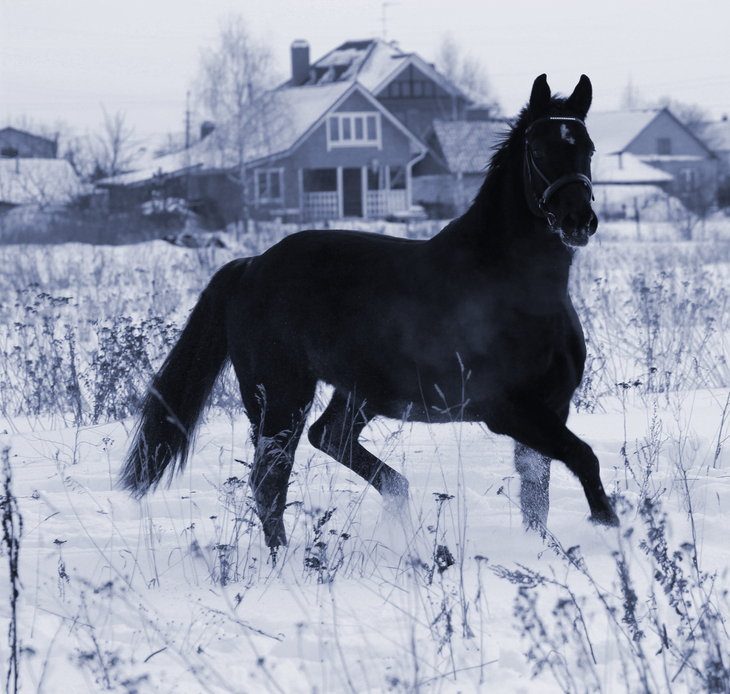 Image-normal